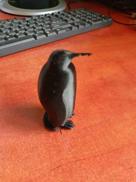 wydrukowany pingwin